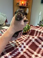 Cali, a female Miniature Schnauzer for sale in Paris, MO – 3 of 5