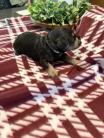 Cali, a female Miniature Schnauzer for sale in Paris, MO – 4 of 5