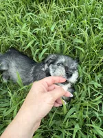 Jr, a male Miniature Schnauzer for sale in Paris, MO – 5 of 7