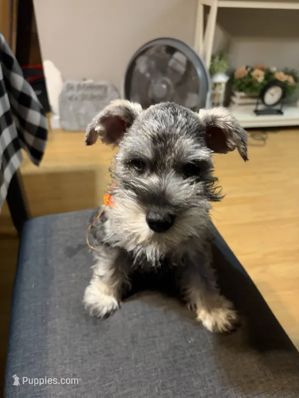 Jr – Miniature Schnauzer puppy for sale in Paris, MO