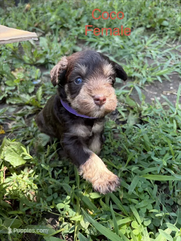 Cali – Miniature Schnauzer puppy for sale in Paris, MO