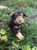 Cali, a female Miniature Schnauzer for sale in Paris, MO – 1 of 5