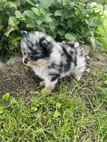 Buddy , a male Pomeranian for sale in Dayton, OH – 6 of 6