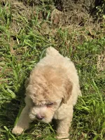 Price, a female Poodle - Toy  for sale in Dayton, OH – 5 of 6