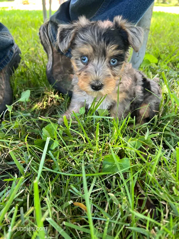 Karla – Yorkipoo puppy for sale in Dayton, OH