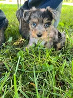 Karla, a female Yorkipoo for sale in Dayton, OH – 1 of 8