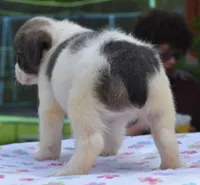 Zoey blue fluffy, a female Boston Terrier and French Bulldog for sale in Dayton, OH – 5 of 9