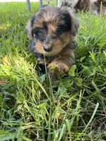 Riky, a male Yorkipoo for sale in Dayton, OH – 2 of 4