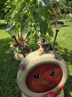 Karla, a female Yorkipoo for sale in Dayton, OH – 8 of 8
