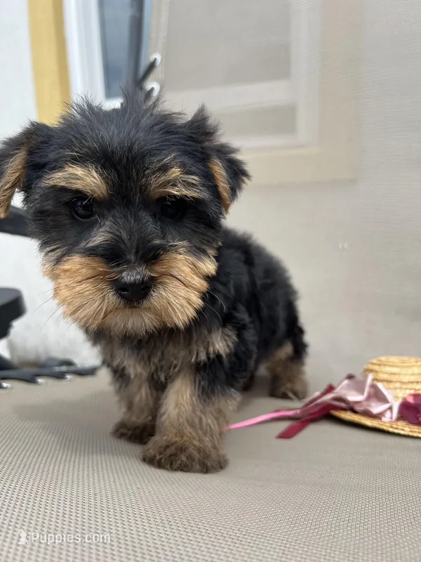 Lily – Yorkshire Terrier puppy for sale in Dayton, OH