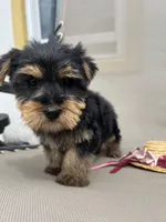 Lily, a female Yorkshire Terrier for sale in Dayton, OH – 1 of 4