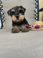 Lily, a female Yorkshire Terrier for sale in Dayton, OH – 2 of 4