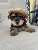 Lily, a female Yorkshire Terrier for sale in Dayton, OH – 4 of 4