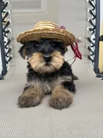 Lily, a female Yorkshire Terrier for sale in Dayton, OH – 3 of 4
