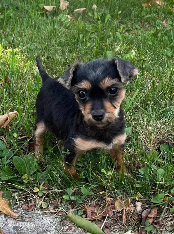 Tiny  – Yorkshire Terrier, Poodle - Toy  puppy for sale in Dayton, OH