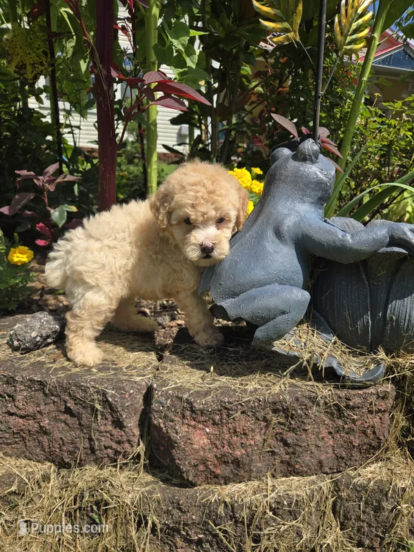 Coco  – Poodle - Toy  puppy for sale in Dayton, OH