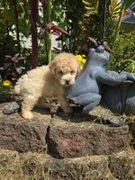Ricky , a male Poodle - Toy  for sale in Dayton, OH – 5 of 6
