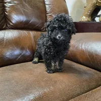 Toto Akc registrable , a male Poodle - Toy  for sale in Dayton, OH – Photo 2 of 4