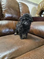 Toto Akc registration , a male Poodle - Toy  for sale in Dayton, OH – Photo 2 of 3