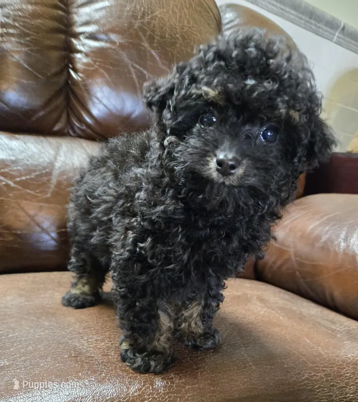 Toto Akc registration 