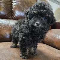 Toto Akc registrable , a male Poodle - Toy  for sale in Dayton, OH – Photo 1 of 4