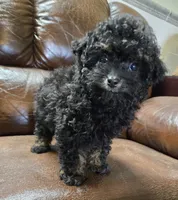 Toto Akc registration , a male Poodle - Toy  for sale in Dayton, OH – Photo 1 of 3