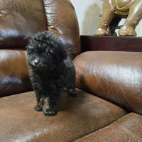 Toto Akc registrable , a male Poodle - Toy  for sale in Dayton, OH – Photo 3 of 4
