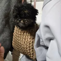 Toto Akc registrable , a male Poodle - Toy  for sale in Dayton, OH – Photo 4 of 4