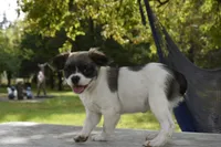 Zoey blue fluffy, a female Boston Terrier and French Bulldog for sale in Dayton, OH – 4 of 5