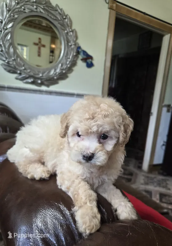 Price – Poodle - Toy  puppy for sale in Dayton, OH