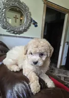 Price, a female Poodle - Toy  for sale in Dayton, OH – 2 of 6