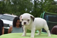 Milo, a male Boston Terrier for sale in Dayton, OH – 4 of 5