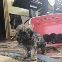 Lola toypoodle , a female Poodle - Toy  for sale in Dayton, OH – Photo 2 of 5