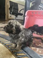 Lola toypoodle , a female Poodle - Toy  for sale in Dayton, OH – Photo 5 of 5