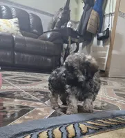 Lola toypoodle , a female Poodle - Toy  for sale in Dayton, OH – Photo 3 of 5