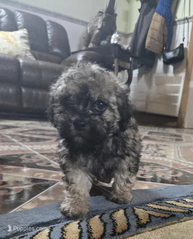 Lola toypoodle  – Poodle - Toy  puppy for sale in Dayton, OH