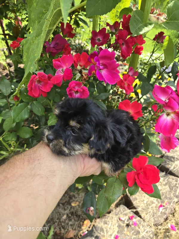 Chita – Yorkipoo puppy for sale in Dayton, OH