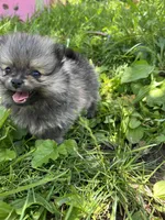 Daisy, a female Pomeranian for sale in Dayton, OH – 3 of 5