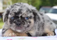 Ruby fluffy merle, a female Boston Terrier and French Bulldog for sale in Dayton, OH – 2 of 9