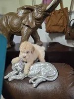 Ricky , a male Poodle - Toy  for sale in Dayton, OH – 6 of 6