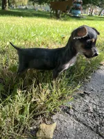 Tiny , a female Yorkshire Terrier and Poodle - Toy  for sale in Dayton, OH – 9 of 9