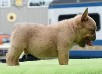 Peanut  micro size Boston terrier and French bulldog puppy , a male French Bulldog for sale in Dayton, OH – 2 of 7