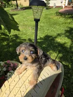 Karla, a female Yorkipoo for sale in Dayton, OH – 7 of 8