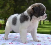 Zoey blue fluffy, a female Boston Terrier and French Bulldog for sale in Dayton, OH – 4 of 9