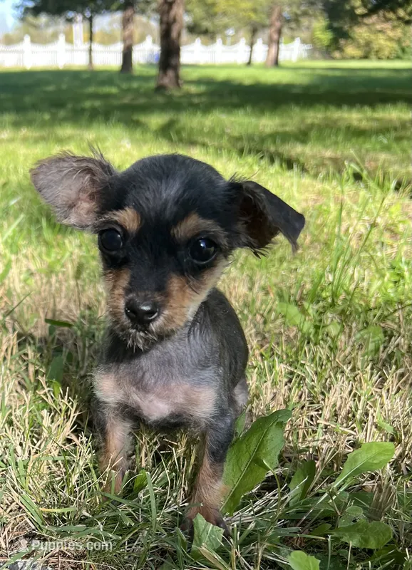 Tiny  – Yorkshire Terrier, Poodle - Toy  puppy for sale in Dayton, OH