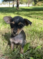 Tiny , a female Yorkshire Terrier and Poodle - Toy  for sale in Dayton, OH – 1 of 9
