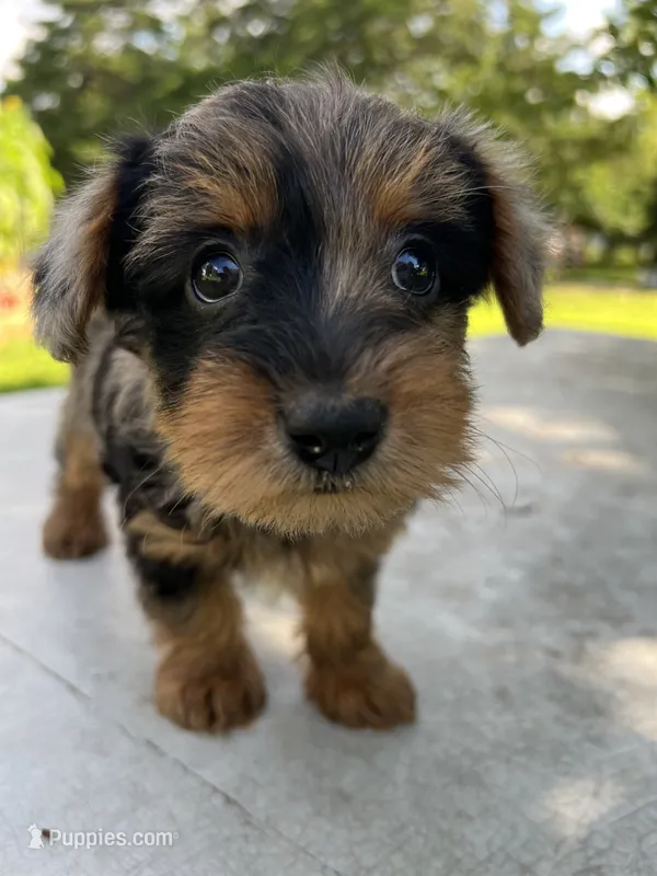 Riky – Yorkipoo puppy for sale in Dayton, OH