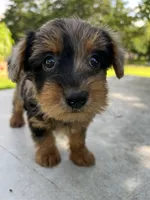 Riky, a male Yorkipoo for sale in Dayton, OH – 1 of 4