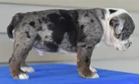 Tank mini bulldog hibrid, a male English Bulldog and Olde English Bulldogge for sale in Dayton, OH – 4 of 5