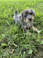 Rufus, a male Yorkipoo for sale in Dayton, OH – 2 of 4